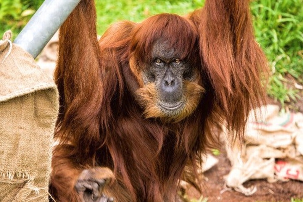 Imagen Muere a los 62 años la orangután más longeva del planeta