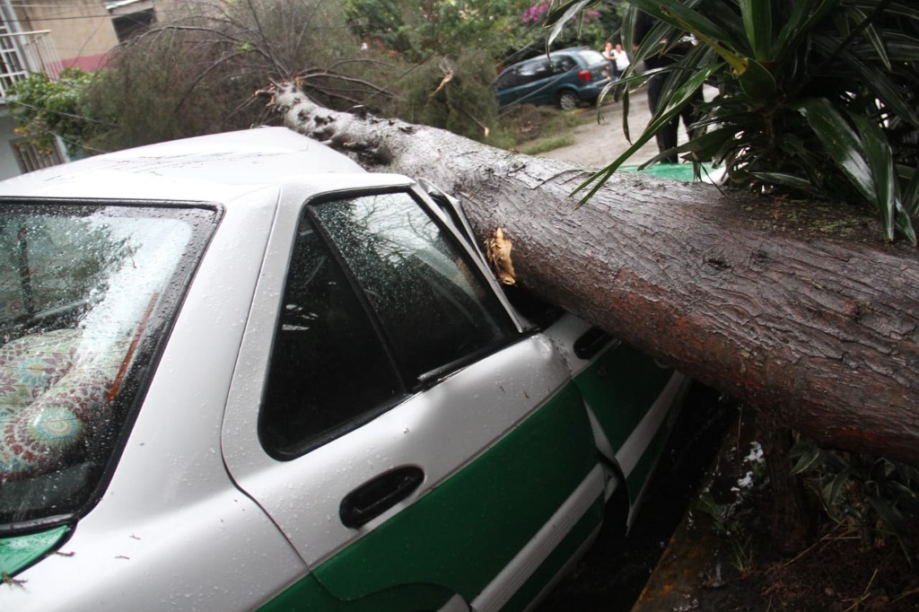 Imagen Un taxi aplastado por árbol y viviendas dañadas por tormenta en Xalapa