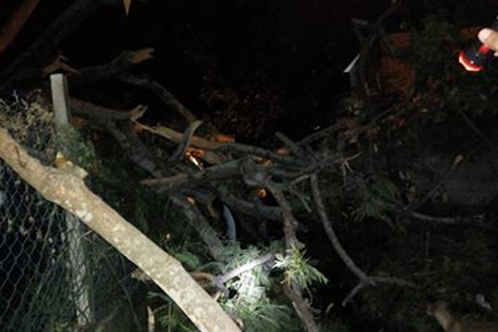 Imagen Reportan vecinos viviendas dañadas por caída de árbol en colonia de Veracruz