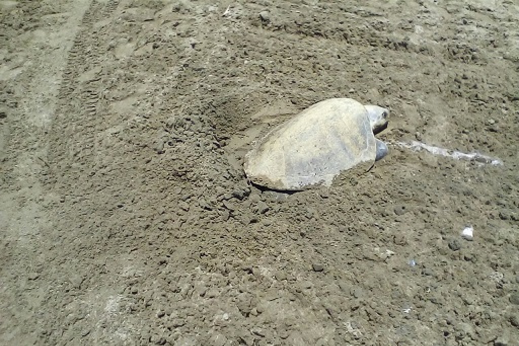 Imagen Logran resguardar 93 huevos de una tortuga Lora en playa del sur de Veracruz