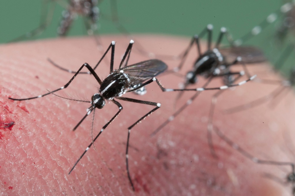 Imagen Emite IMSS medidas para evitar dengue, zika y chikungunya