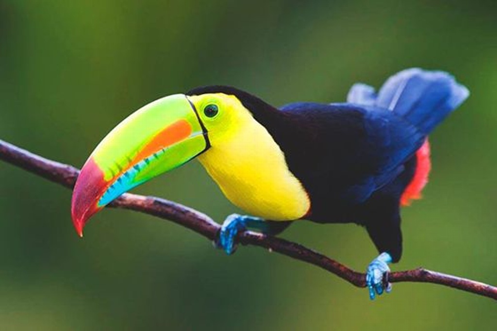 Imagen Por cambio climático, migran aves tropicales a bosques de Veracruz: investigador 