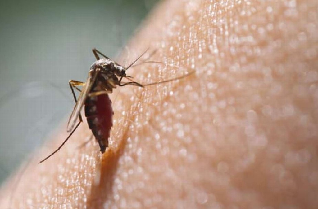 Imagen Emiten recomendaciones para prevenir Dengue, Zika y Chikungunya