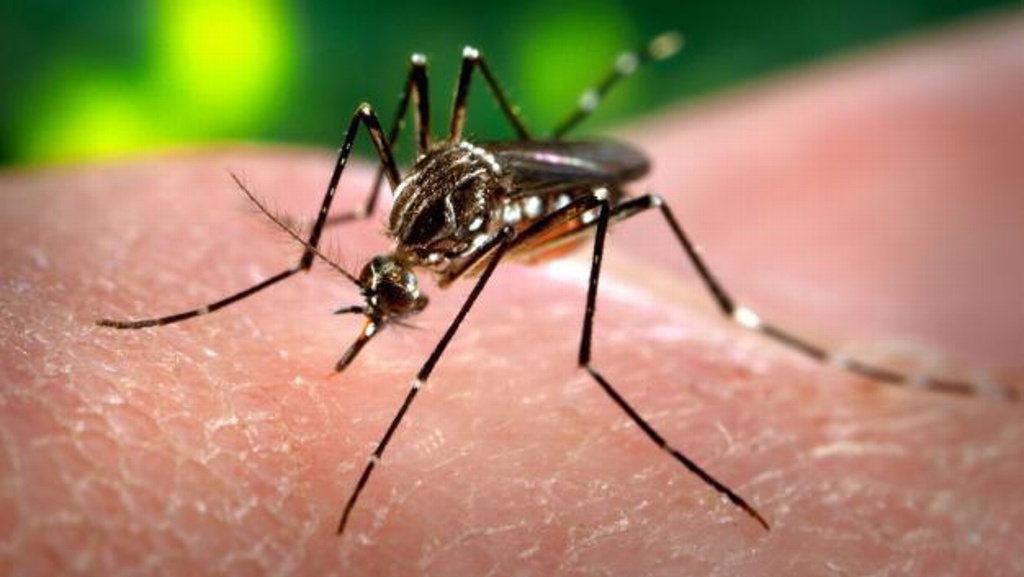 Imagen Emiten recomendaciones para prevenir Dengue, Zika y Chikungunya