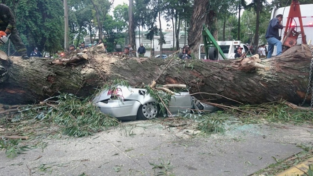 Imagen Cae árbol sobre automóvil en CDMX; deja cuatro muertos 