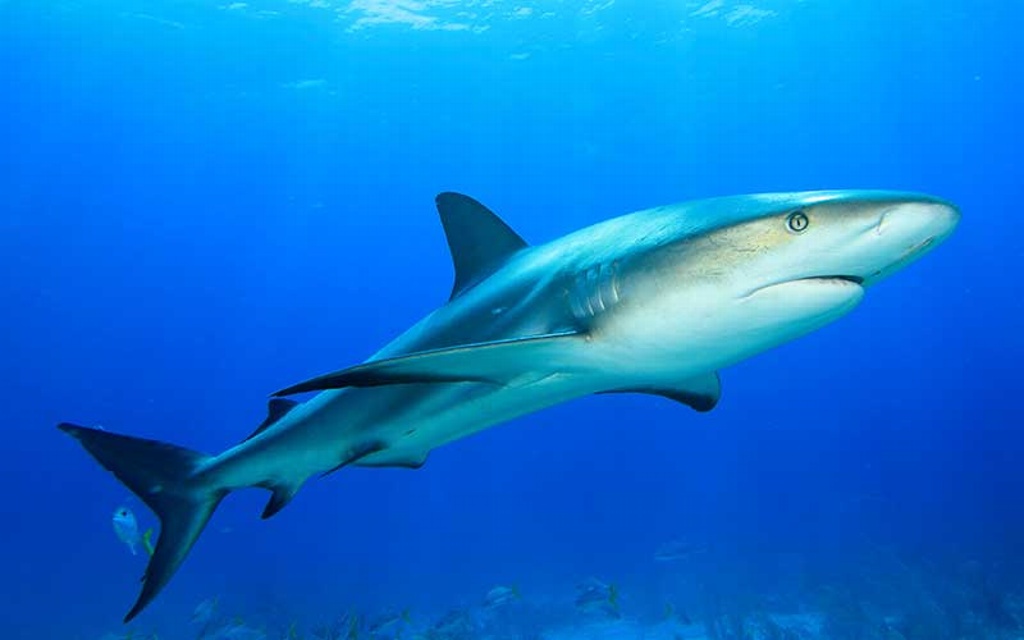 Imagen Profepa impulsa proyecto para proteger al tiburón