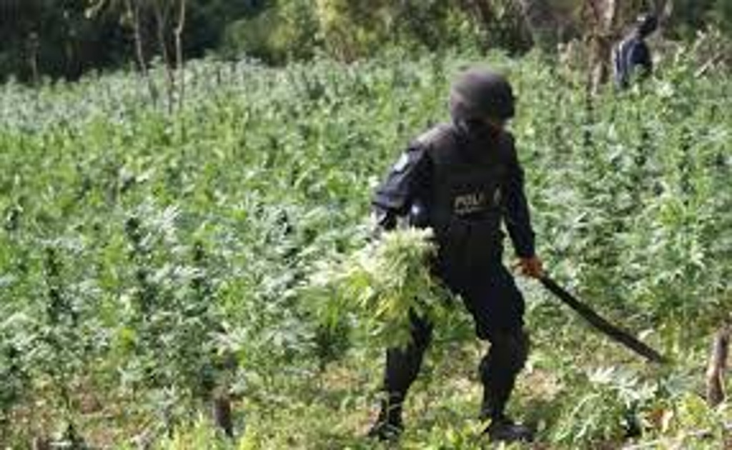 Imagen Implementaría Agricultura proyectos para evitar que productores de marihuana fueran víctima de delincuencia 