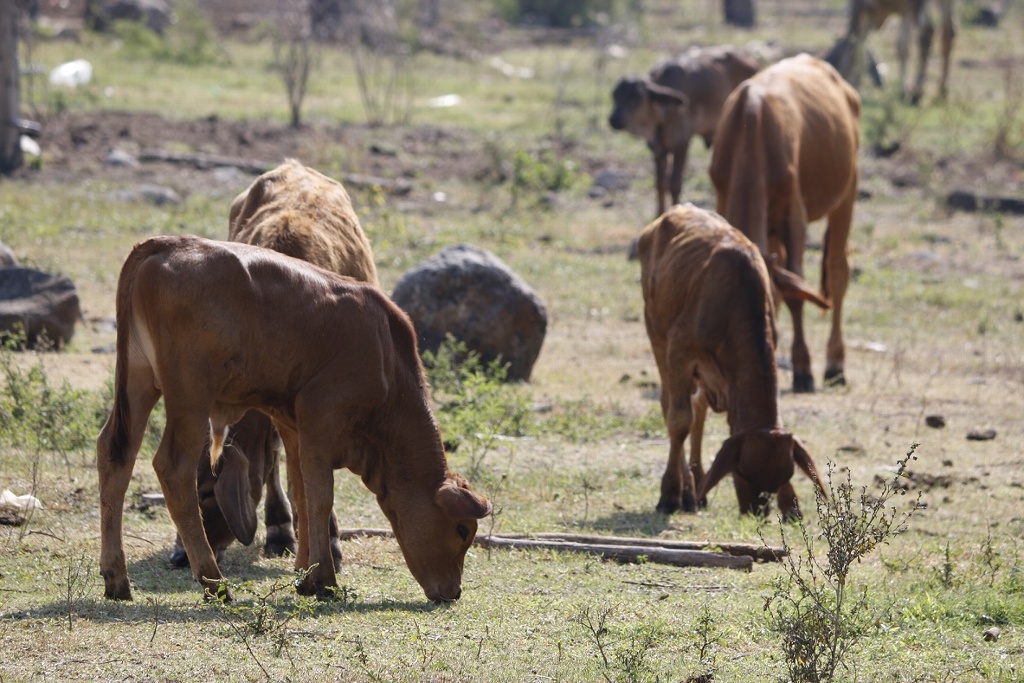 Imagen Brotes de rabia en ganado bajo control: Sagarpa