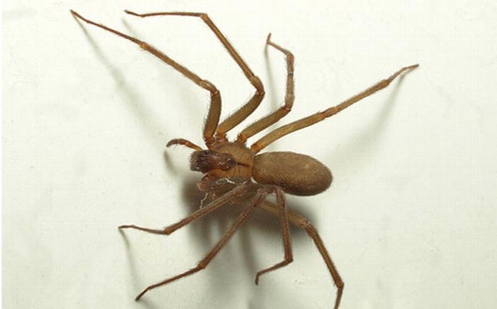 Imagen Podrían salvar pie a bebé picado por araña violinista