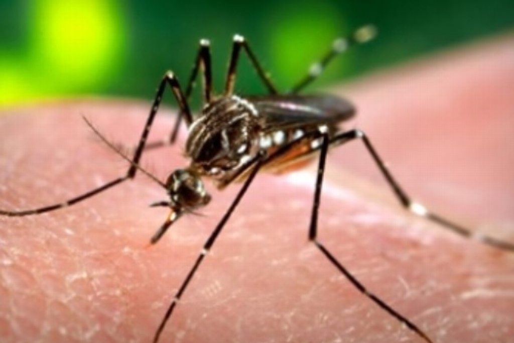 Imagen Recomiendan colocar mosquiteros para prevenir dengue, zika o chikungunya