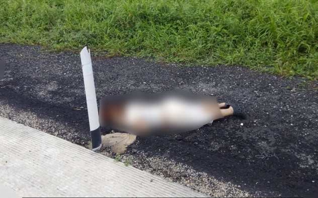 Imagen Hallan cadáver de mujer en autopista Cosoleacaque-Acayucan