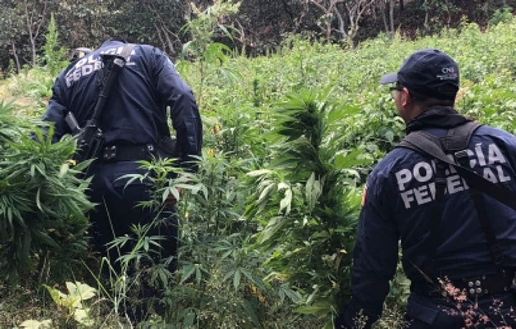 Imagen Destruyen plantíos de marihuana en dos municipios de Jalisco