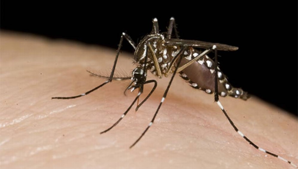 Imagen Reportan familias enteras enfermas de dengue en Ignacio de la Llave; piden fumigar