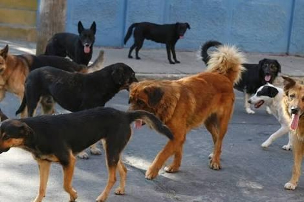 Imagen Hasta 5 años de cárcel a quienes organicen o participen en peleas de perros, en Yucatán