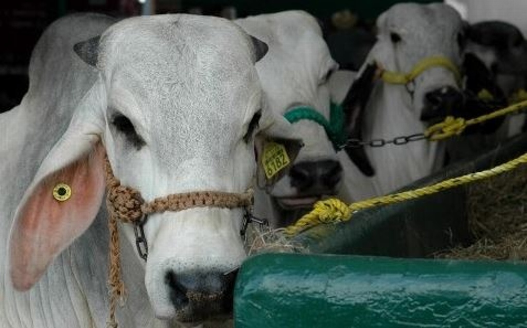 Imagen Robo de ganado “está pegando horrible” en la zona norte de Veracruz: Diputado 