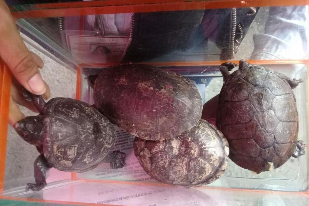 Imagen Aseguran cuatro ejemplares de tortugas en tianguis de Iztapalapa, CDMX
