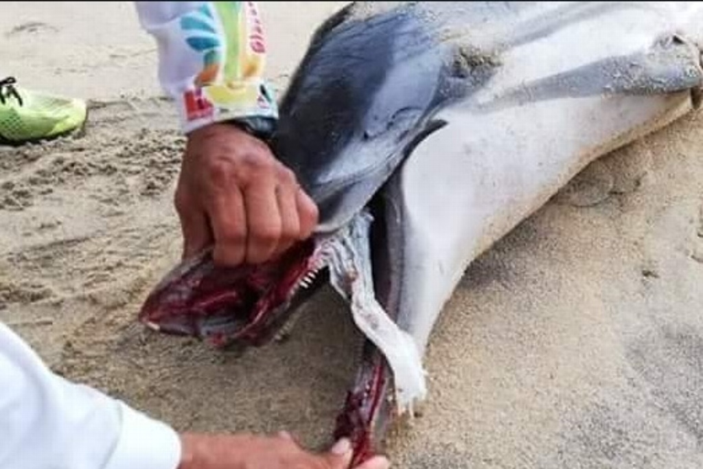 Imagen Aparece delfín muerto en playa de Oaxaca; se asfixió con pañal
