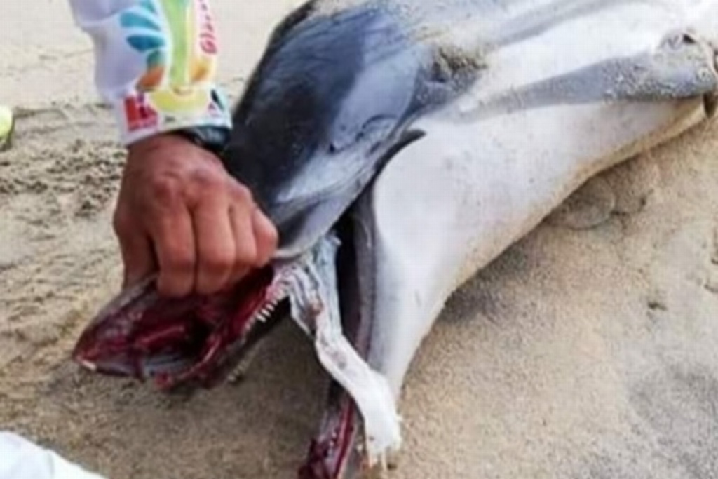 Imagen Se asfixia delfín con pañal en playa de Oaxaca
