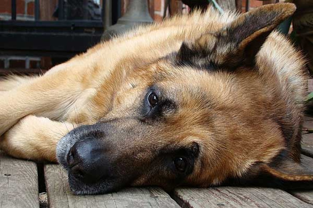 Imagen ¡Cuidado! falsos veterinarios, pueden poner en riesgo la vida de sus mascotas 