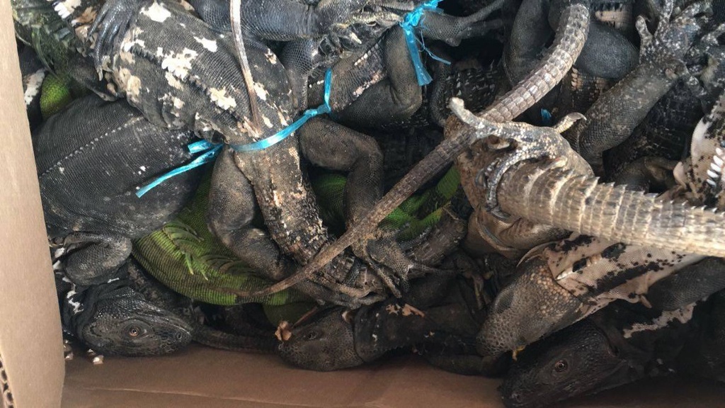Imagen Detienen en Oaxaca a hombre con 49 iguanas en peligro de extinción