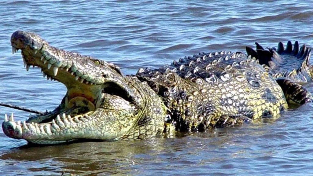 Imagen Identifican a hombre que fue devorado por cocodrilo en Quintana Roo