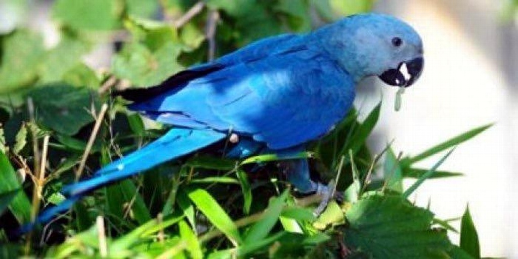 Imagen Guacamayo azul en peligro crítico pero no extinto oficialmente, afirma experto