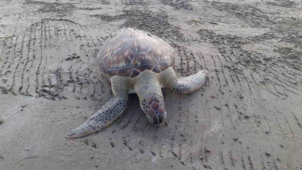 Imagen ¡Otra más! Hallan tortuga muerta en playa Villa del Mar, en Veracruz (+fotos)