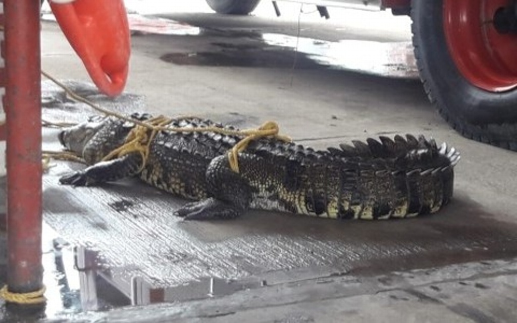 Imagen Capturan a cocodrilo de dos metros en playas de Tuxpan, Veracruz 