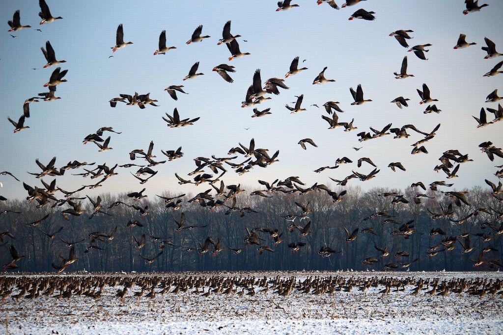 Imagen Usan inteligencia artificial para predecir migración de aves