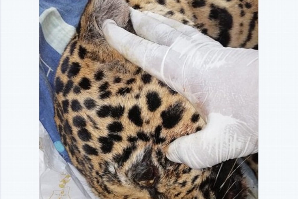 Imagen Encuentra Profepa cuerpo del jaguar cazado en Jesús Carranza, Veracruz; advierte que presentará denuncia