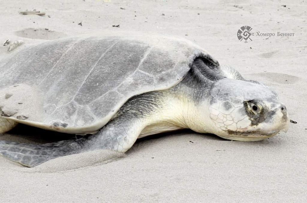 Imagen Veracruz, entre los primeros lugares en biodiversidad: UMA