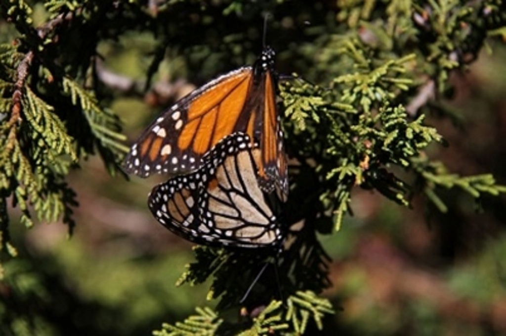 Imagen Disminuye degradación forestal en reserva de la Mariposa Monarca