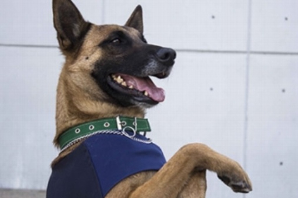 Imagen PGR recibe de Estados Unidos 30 caninos especializados