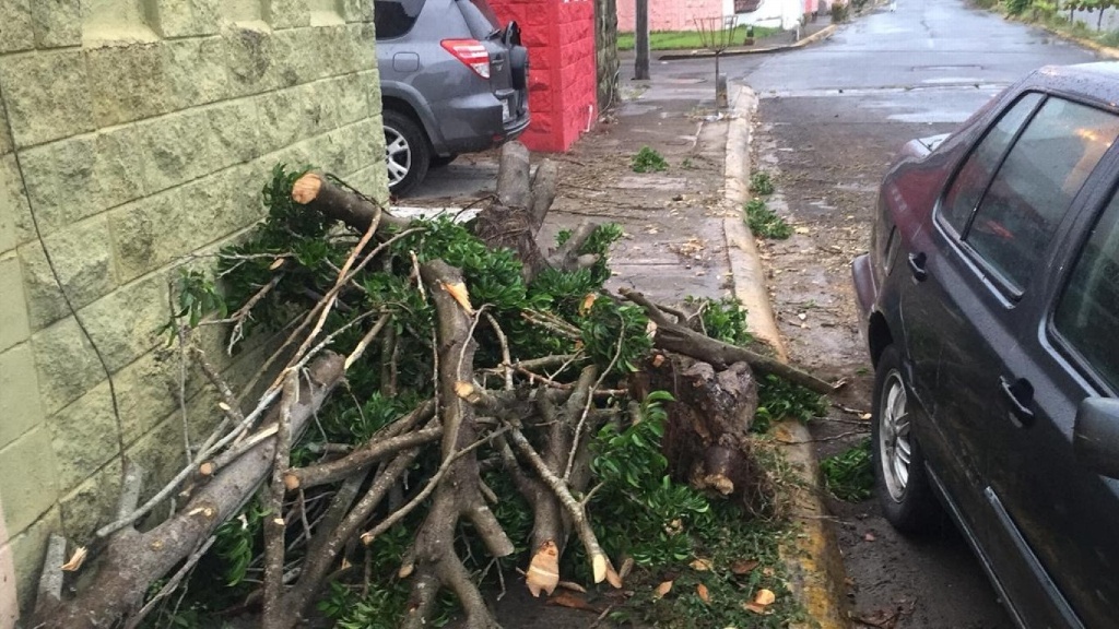 Imagen Cae árbol sobre dos vehículos en colonia de Veracruz