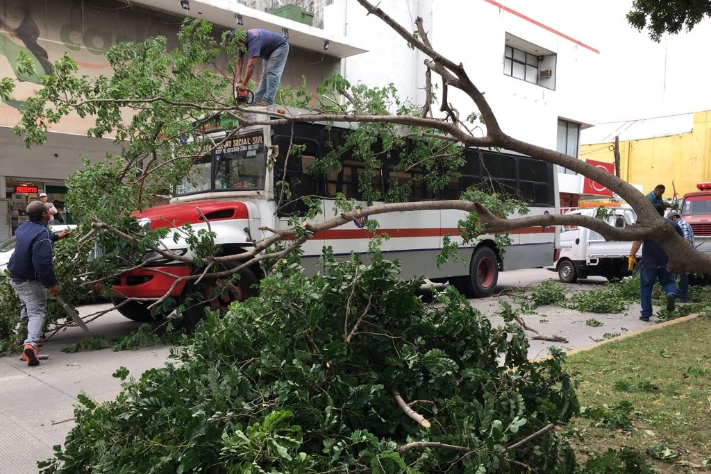 Imagen Cae árbol sobre camión de transporte público en Díaz Mirón