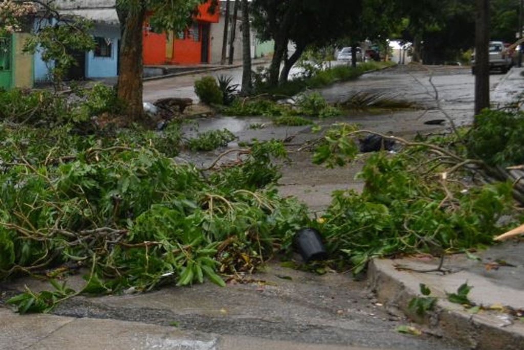 Imagen Reportan dos árboles caídos por vientos del norte en Boca del Río