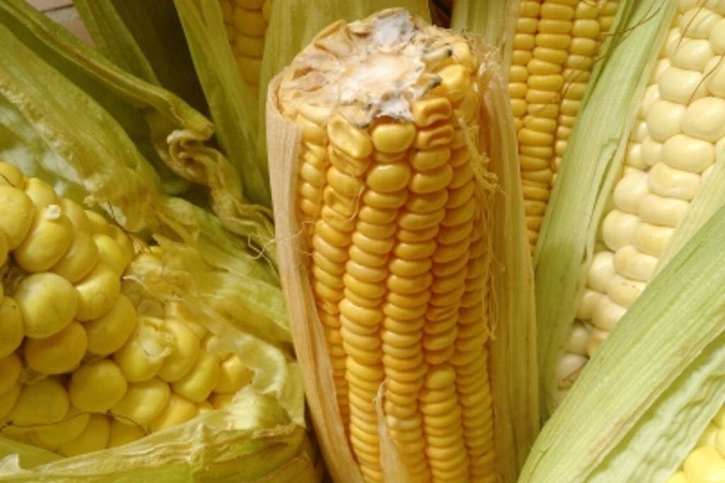 Imagen Descartan afectaciones en la salud por consumo de harina de maíz