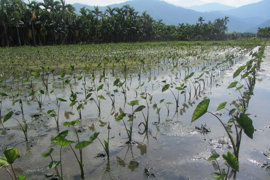 Imagen Dañadas más de 2 mil hectáreas de maíz en Minatitlán: Sedarpa