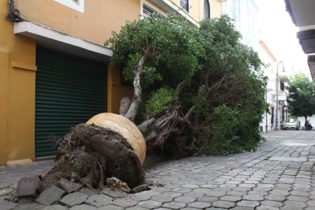 Imagen Han caído 106 árboles por viento del norte en Veracruz