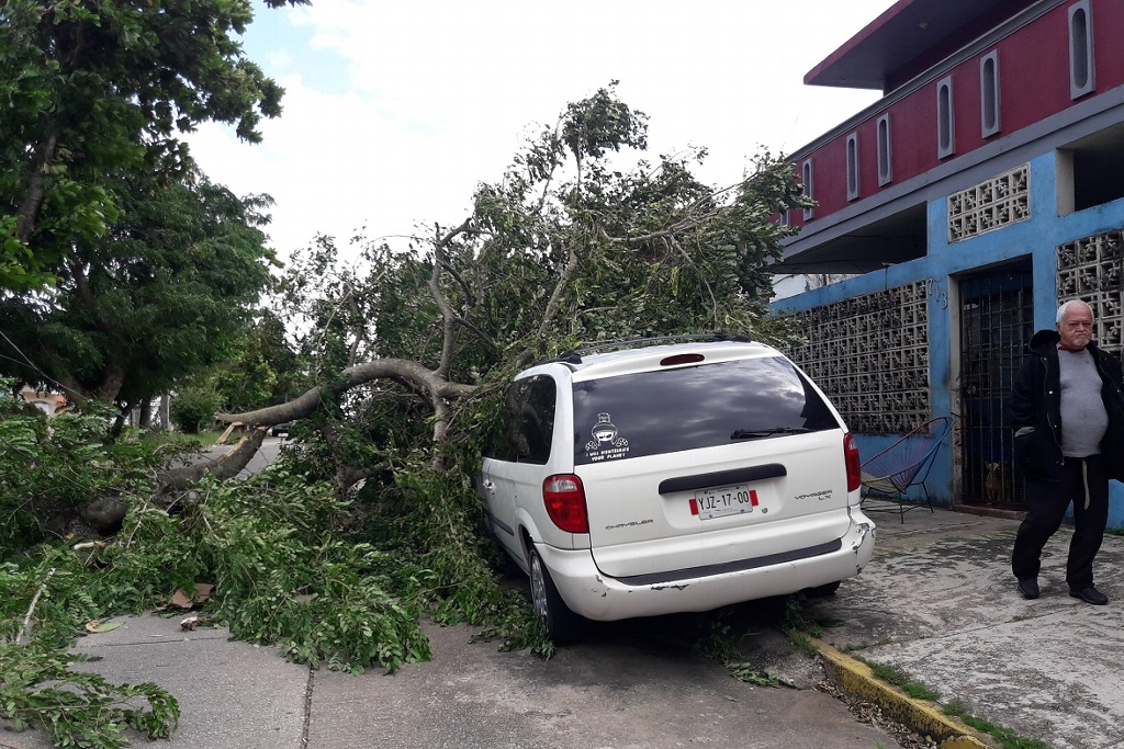 Imagen Caída de árboles, postes y espectaculares deja frente frío 10 en Coatzacoalcos, Veracruz