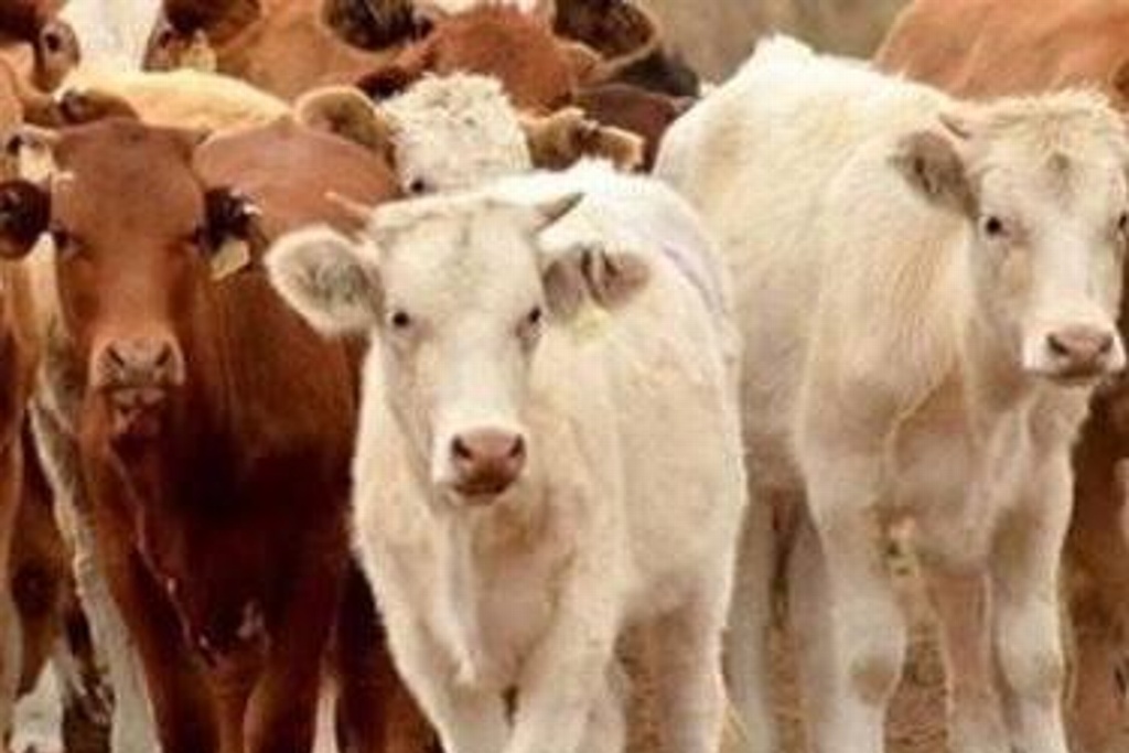 Imagen Activan seguro para ganaderos afectados por inundaciones