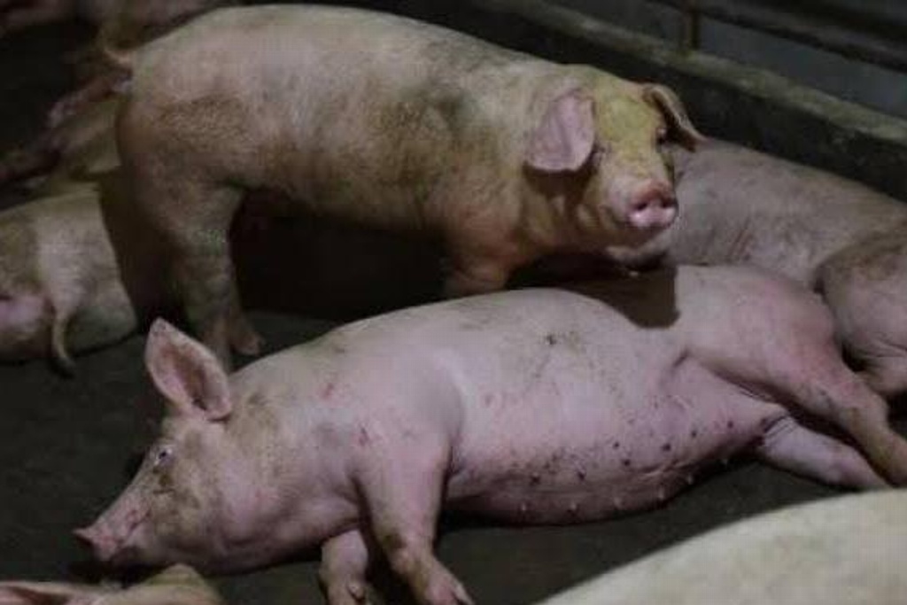 Imagen Piden mantener alerta para evitar casos de peste porcina africana
