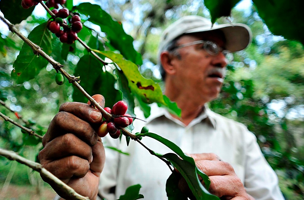 Imagen Detectan “cáncer del café”, nueva enfermedad que ataca plantaciones en Veracruz