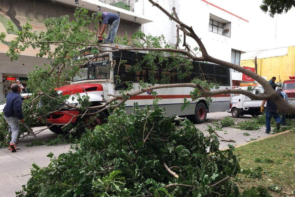 Imagen PC exhorta a podar árboles ante frentes fríos en Veracruz 