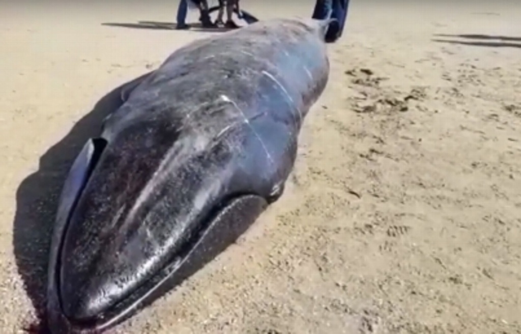Imagen Hallan casi seis kilos de plásticos en una ballena muerta en Indonesia