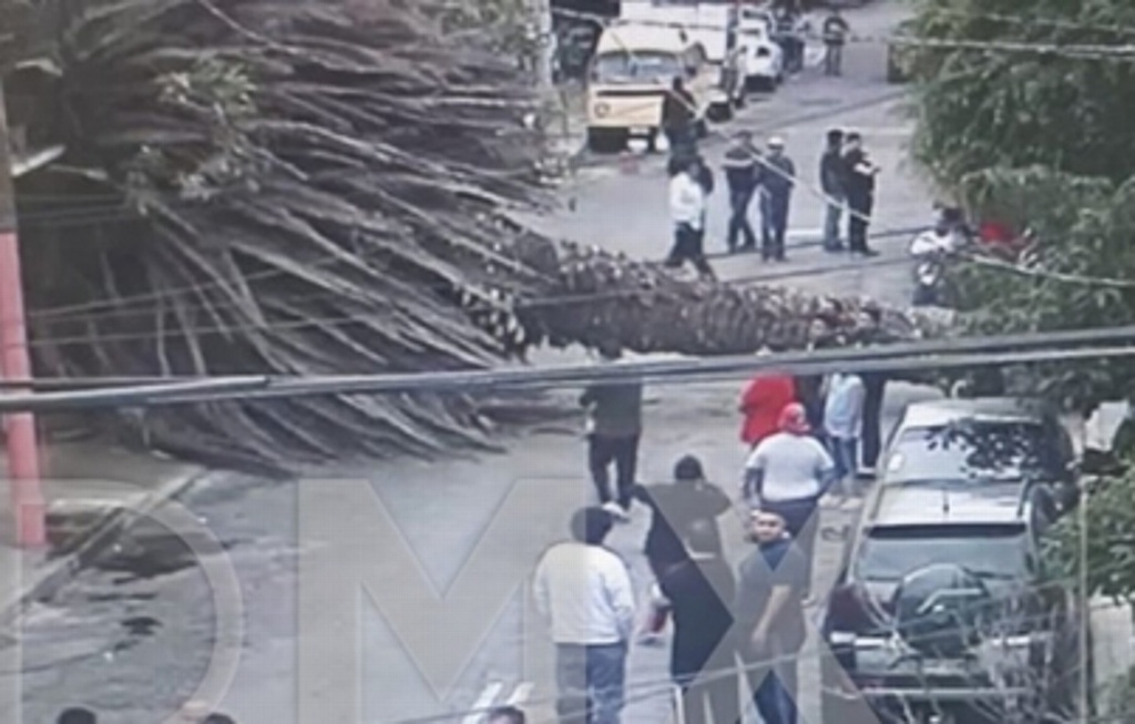 Imagen Cae palmera en Iztacalco en la Ciudad de México 