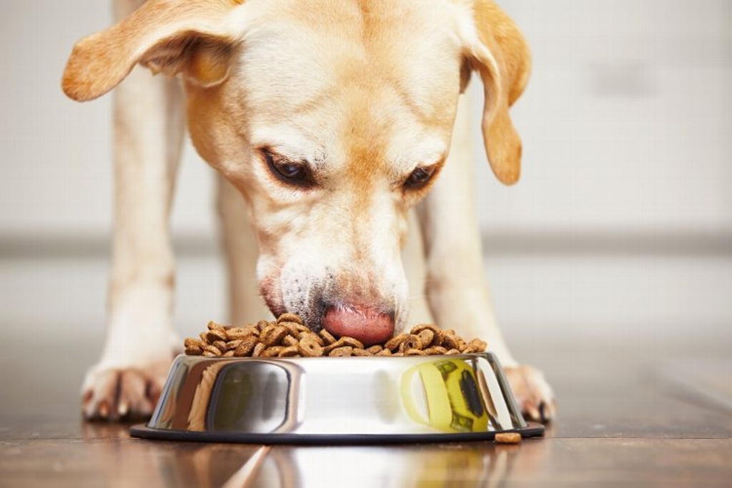 Imagen Valida Suprema Corte aplicación de IVA al alimento para mascotas