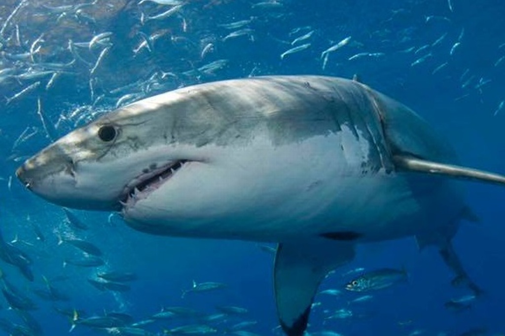 Imagen Nadar con tiburones, una experiencia para superar mitos y realidades (+Video)