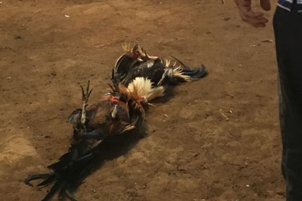 Imagen FGE debe empezar a detener a organizadores de peleas de gallos: Activistas