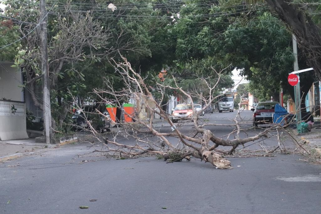Imagen Viento derriba árbol en colonia de Veracruz, esta mañana